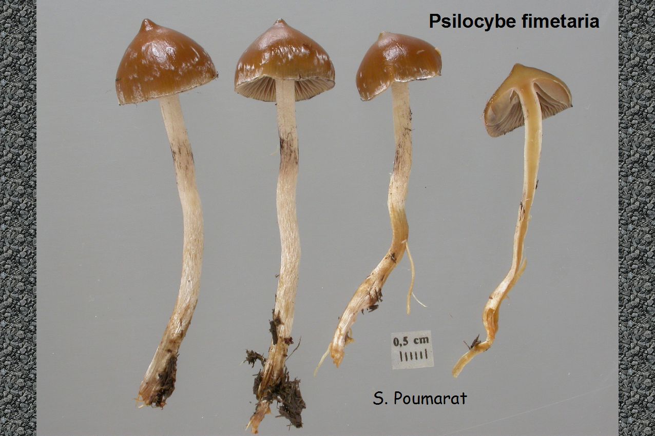 Psilocybe fimetaria - Wikipedia